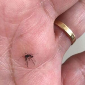 SUL DE MINAS TEM MAIS UMA MORTE POR DENGUE